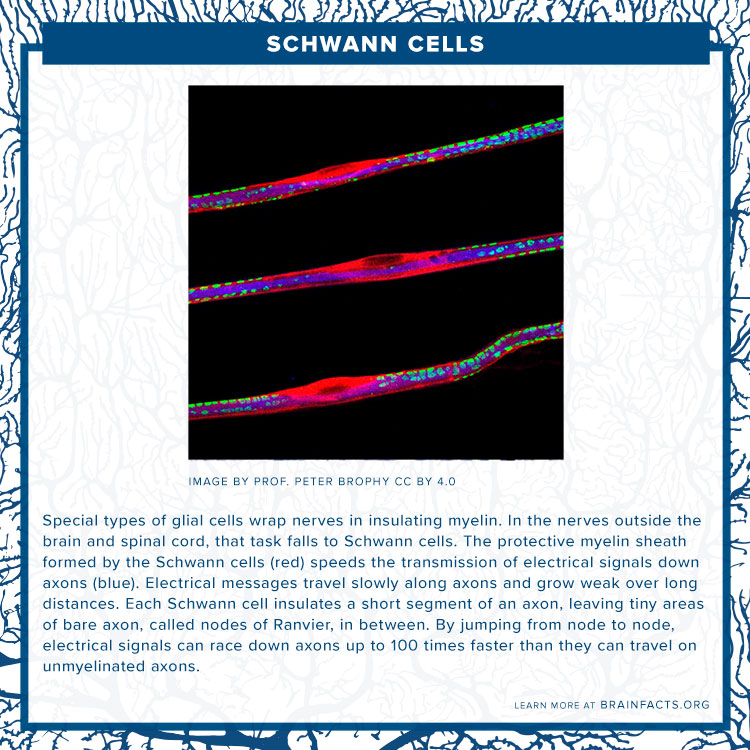 image of schwann cells with background