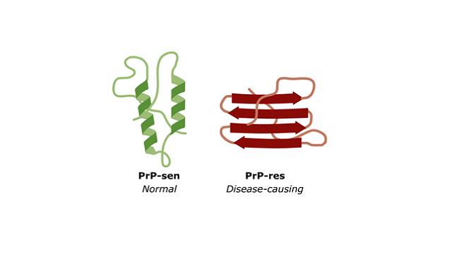 Rendering of normal and disease-causing protein folds.