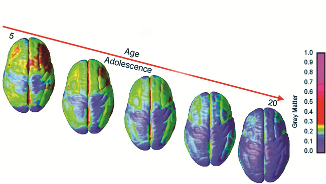 Hormones And The Adolescent Brain