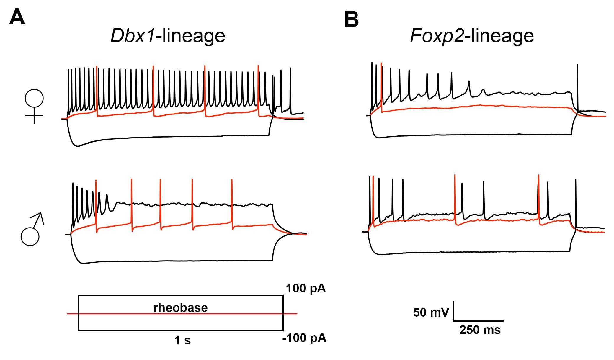 Spiking patterns of MeA Dbx1- and Foxp2-lineage neurons differ across sex and lineage.