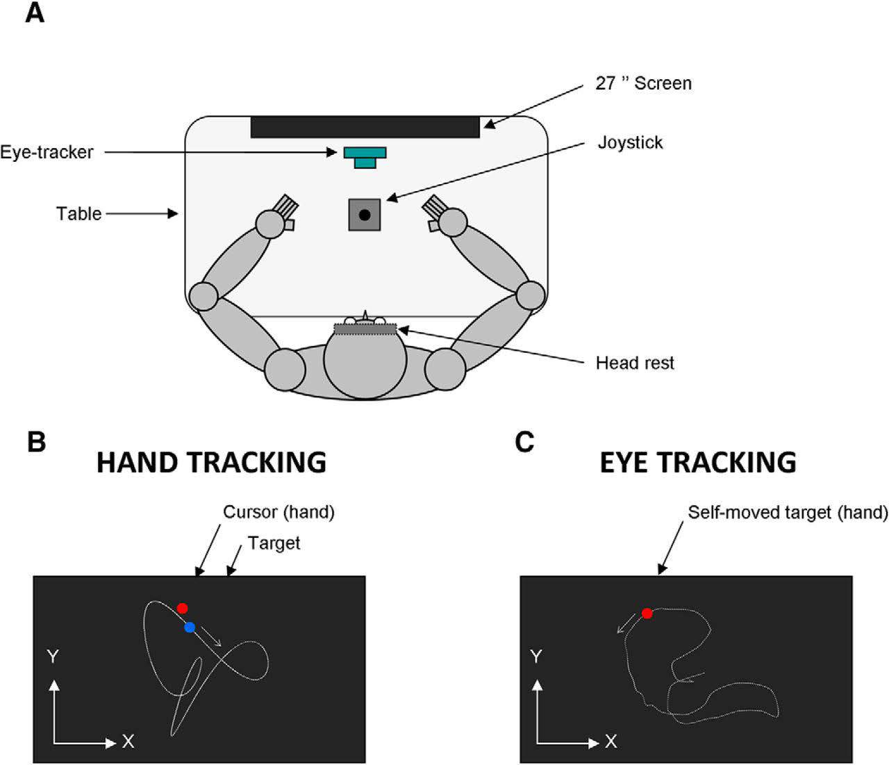 Authors show that although handedness impacts the accuracy of hand movement control, it has virtually no influence on the ability to predict the visual consequences of hand movements.