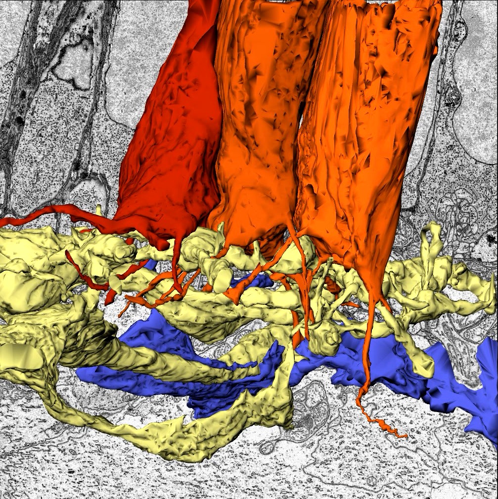 image showing a reconstructed drawing of photoreceptor