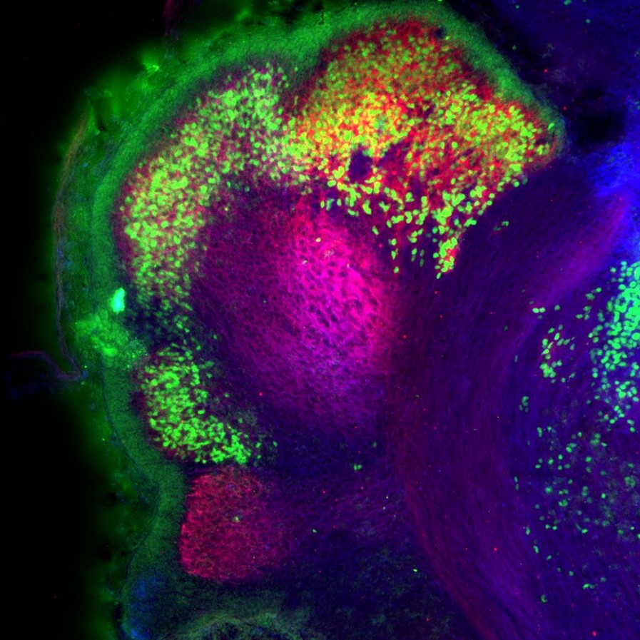 Purkinje cell clusters in the mouse cerebellum at embryonic day 17.5 