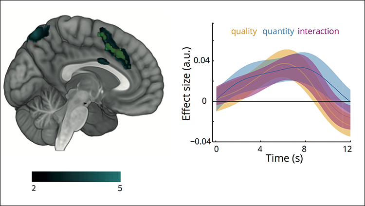 Where the Brain Turns Quality and Quantity Into Value
