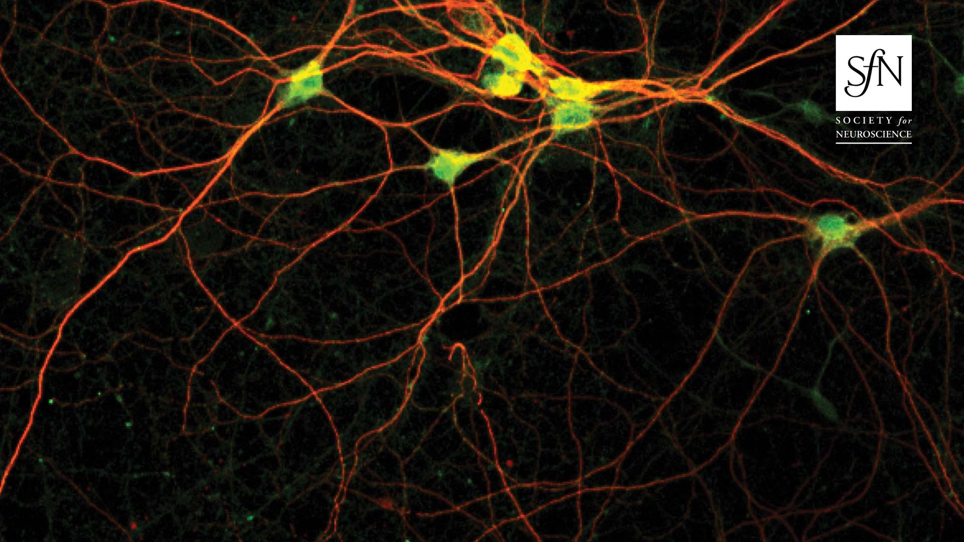 Top 5 Neuroscience Articles of the Week What You Need to Know   Neuroscience News