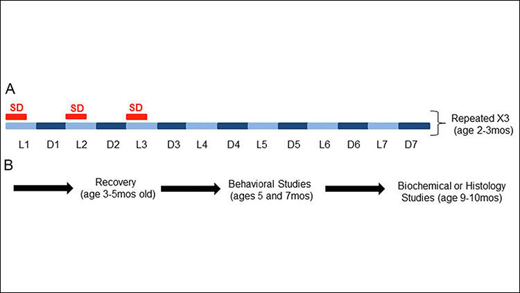 Temporal overview of study design and effects of CSS on neurobehavioral performance in P301S mutant mice. A, Schematic of the CSS paradigm, where total sleep deprivation (SD, red bars) occurred at the onset of the first three lights-on (light blue) periods of the week (L1, L2, and L3) for 8 consecutive hours. Mice were returned to home cages for the last 4 h of the L1, L2, and L3 periods and the ensuing lights off (dark blue bars, D1, D2, and D3) periods. Mice were left undisturbed in home cages for days 4–7 each week. The pattern was repeated weekly for 4 consecutive weeks.