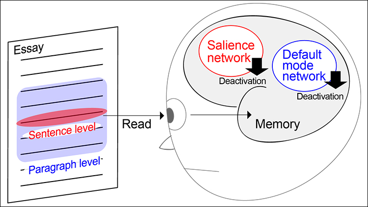 Diagram comparing participants’ brain activity to how well they remembered the essays they read, the researchers found successful memory of the text was associated with deactivation of two sets of brain regions: the salience network at the sentence level and the default mode network at the paragraph level. These deactivations may indicate a mechanism by which the brain filters out irrelevant information during reading in order to focus on committing the text to memory.